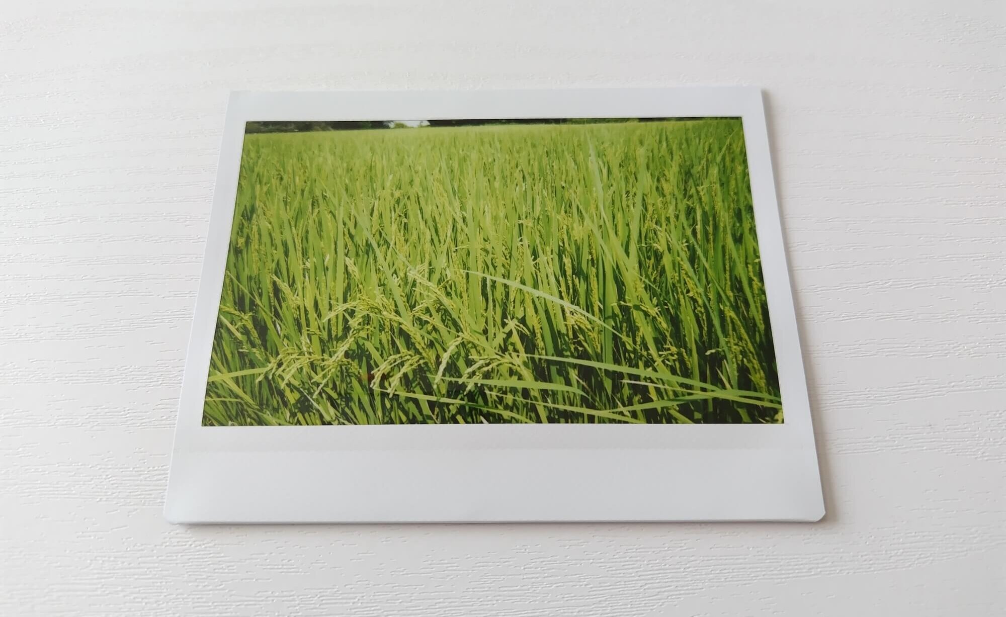 instax WIDE 400使った感想、通常モード