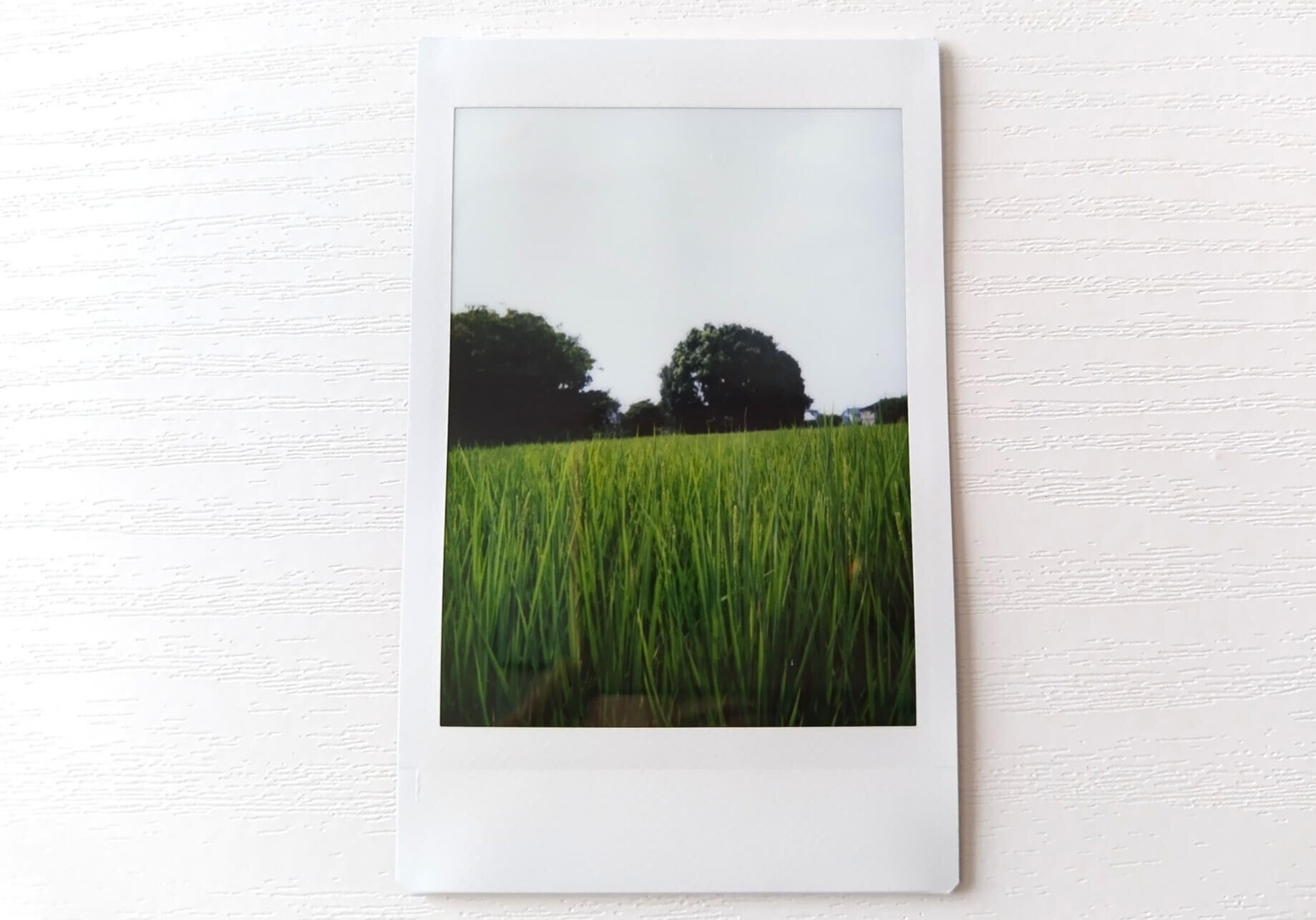 チェキ instax mini41の感想