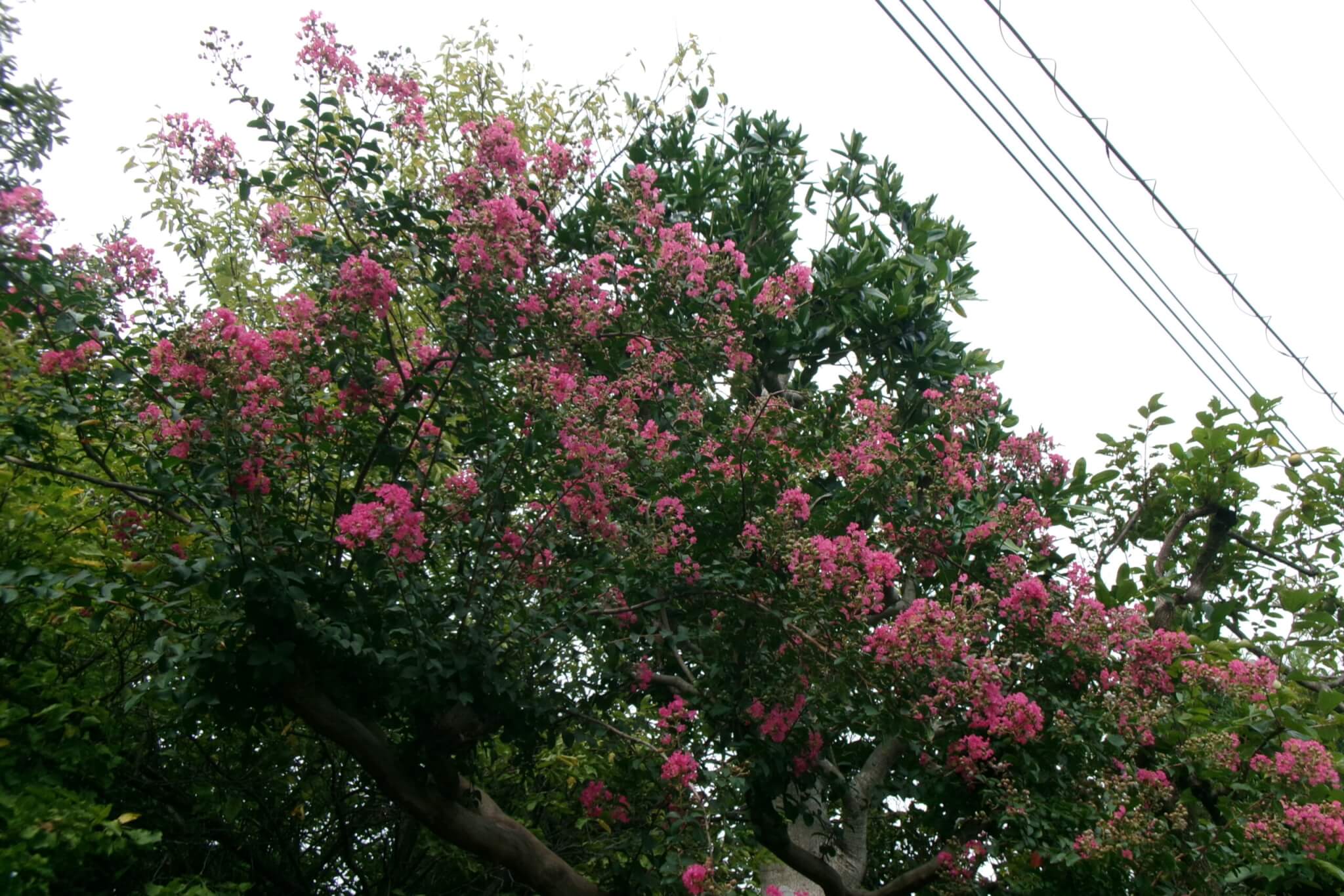 PIXPRO FRIENDLY ZOOM FZ55の作例